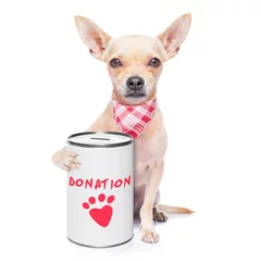 Stickers pour porte Chien fou donation dog