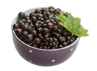 Black currant