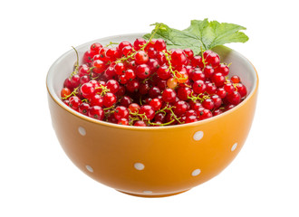 Red currant
