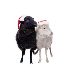Portrait Of sheep in christmas hat On White