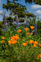 Native poppies and wildflowers in bloom
