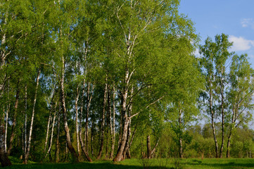 Fototapeta premium Русская природа