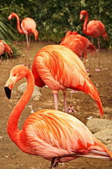 Fototapeta na wymiar Pink flamingos