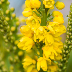 Obraz premium Mahonia Time