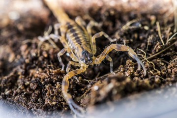 Scorpione Tityus trivittatus