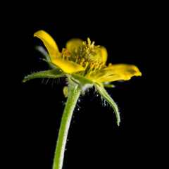 Wood Avens Weed