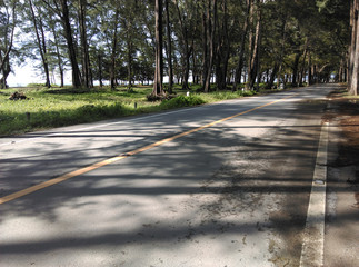 Road in pine forest near the beach