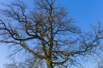 Baum und blauer Himmel