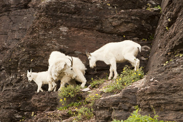 Fototapeta na wymiar Family of Mountain Goats
