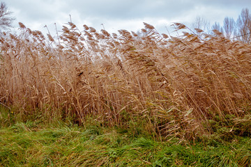 Reed in wind - cloudy sky in background