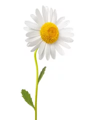 Stof per meter White daisy © Scisetti Alfio