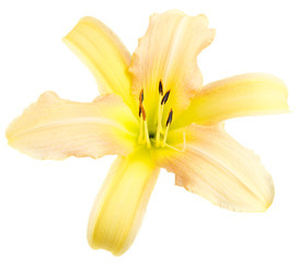 Beautiful flower isolated on white background