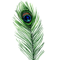 Fototapeta premium peacock feather isolated on a white background