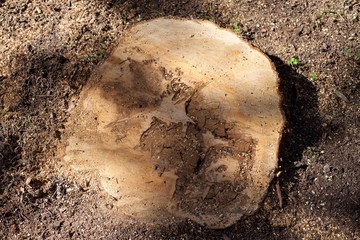 Large Cut Tree Trunk