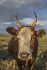 mongolian cow