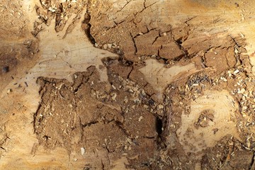 Macro Tree Trunk Cut