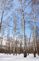 Birch grove in winter