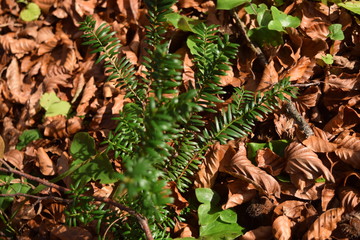 Baby fir with autumn leafes
