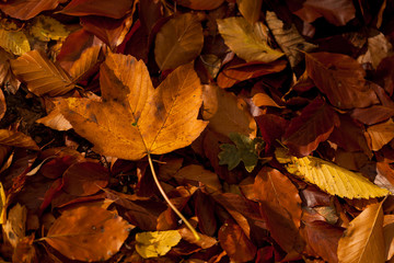 Naklejka na ściany i meble Colorful autumn leaves texture background