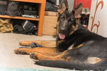 German shepard puppy