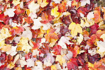 Maple leaves, fall colors.