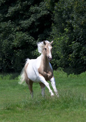 Obraz na płótnie Canvas Palomino Horse