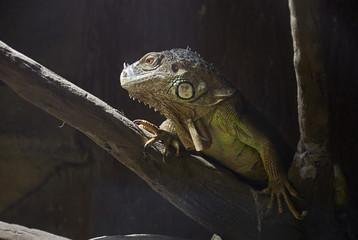 Green iguana