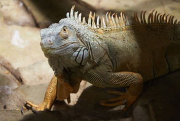 Green iguana