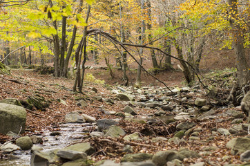 Bosque de hayas
