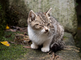 Tiny sick stray kitten. Hides, virtually blind, in dark corner.