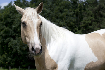 Palomino horse looking to camera