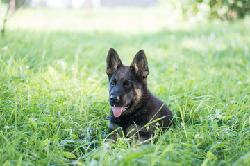 German shepard puppy laying on the grass