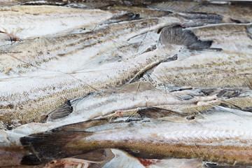 frozen in a block of ice fish, pollock