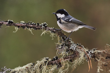 Coal tit in winter