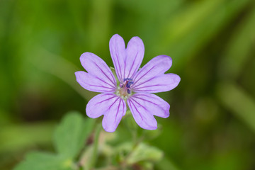 Fiore di Malva