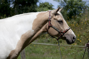 Obraz premium Palomino horse head