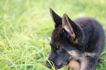 German shepard puppy