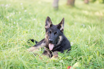 German shepard puppy laying on the grass