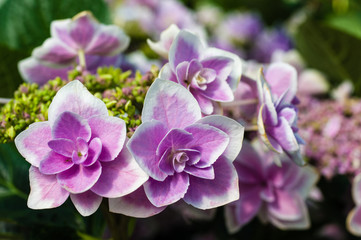 Fototapeta na wymiar Close up of blue hydrangea flowers