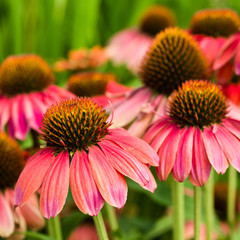 Pink Echinacea flowers in bloom