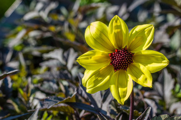 Yellow Dahlia flower in bloom