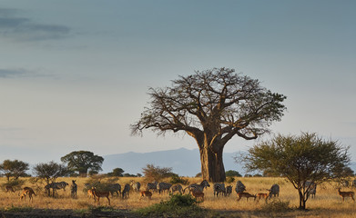 African landscape with animals