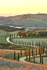 Cypress Tuscany in the beautiful landscapes of the setting sun. - 73266414