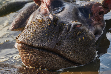 Closed mouth of a hippo