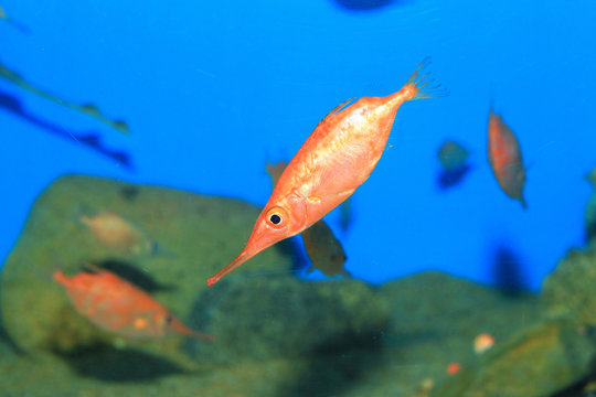 Japanese snipefish (Macroramphosus japonicus) in Japan
