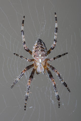 Garden Spider in web