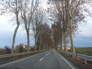 Fototapeta premium Viale alberato