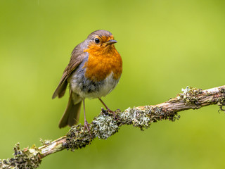 Robin (Erithacus rubecula) perched on a branch