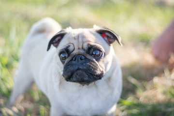 Pug puppy dog, funny portrait