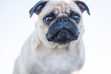 Pug puppy dog, funny portrait